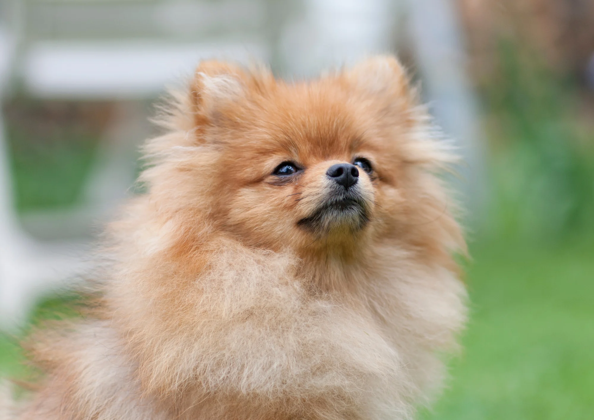 Chien de race Spitz allemand